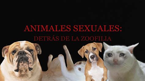 Tube de zoofilia de alta calidad: vídeos porno zoofílicos añadidos。